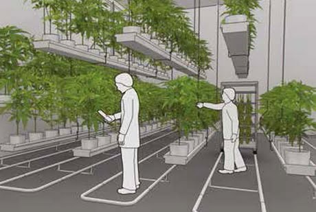 Greenhouse Cannabis Cultivation