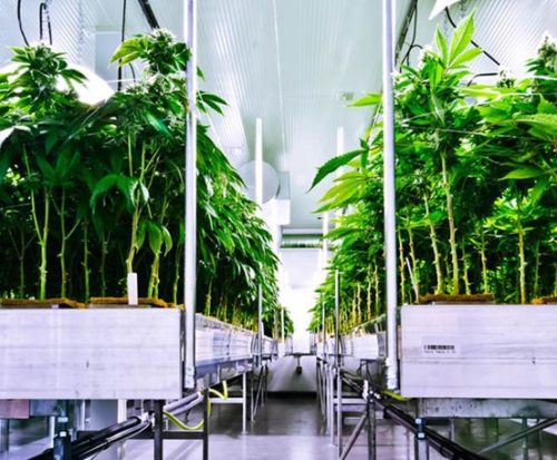 Perpetual Cannabis Harvest