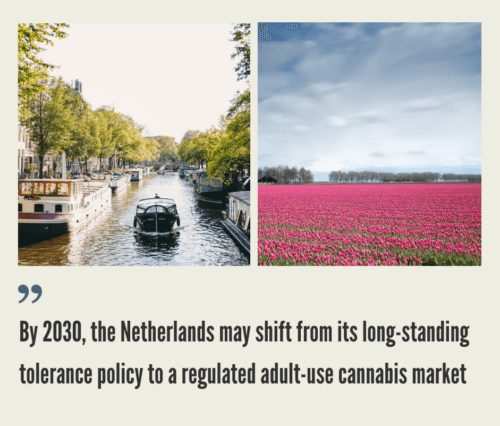 Cannabis Market in the Netherlands